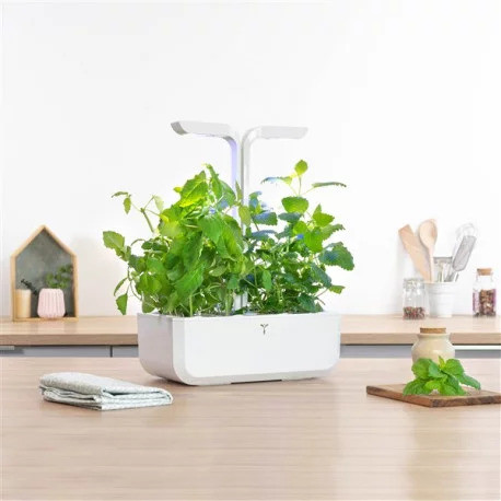 Véritable Lingot Citronová bazalka - BIO